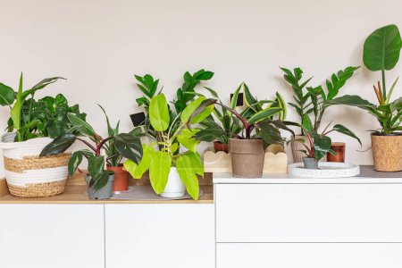 Photo for Philodendron, zamioculcas, bamboo palm tree in pots on shelf at home. Stylish wooden shelves with green houseplants. Modern room decor. Home garden concept. Scandinavian interior - Royalty Free Image