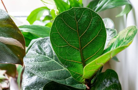 Potting plants at home. Indoor garden, house plants. Ficus lyrata close up. Gardening tools on the table. Hobby, still life with plants