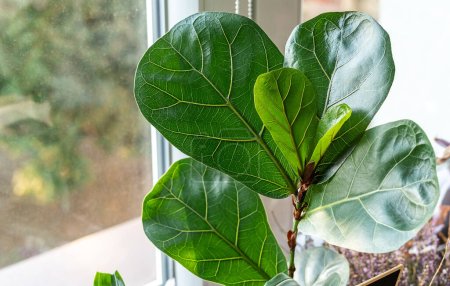 Close up of leaves ficus lyrata or fiddle leaf in the pot at home. Indoor gardening. Hobby. Green house plants. Modern room decor, interior. Lifestyle, Still life with plants
