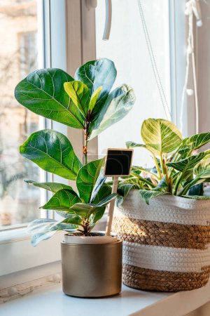 Photo for Ficus lyrate or fiddle leaf in the pot at home. Indoor gardening. Hobby. Green house plants. Modern room decor, interior. Lifestyle, Still life with plants - Royalty Free Image