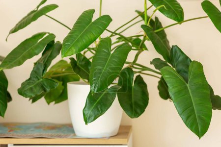 Philodendron Burle in a pot on the windowsill . Stylish green big leaves. Modern room decor, interior. Lifestyle, Still life with plants. close up