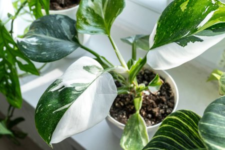 Close up of leaves philodendron white princess in the pot at home. Indoor gardening. Hobby. Green houseplants. Modern room decor, interior. Lifestyle, Still life with plants