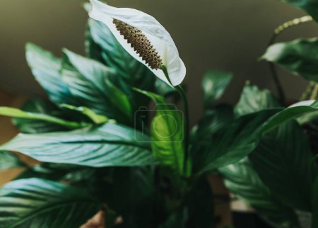 Photo for Spathiphyllum leaf close up at home. Indoor gardening. Hobby. Green houseplants. Modern room decor, interior. Lifestyle, Still life with plants. Texture and pattern - Royalty Free Image