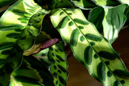 Photo for Calathea close up at home. Indoor gardening. Hobby. Green houseplants. Modern room decor, interior. Lifestyle, Still life with plants. Texture and pattern - Royalty Free Image