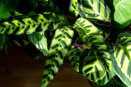 Photo for Calathea leaf close up at home. Indoor gardening. Hobby. Green houseplants. Modern room decor, interior. Lifestyle, Still life with plants. Texture and pattern - Royalty Free Image