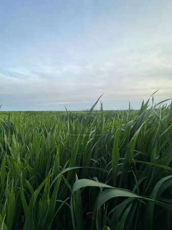 Téléchargez les photos : Champ vert de blé et beau ciel - en image libre de droit