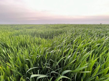 Téléchargez les photos : Champ vert de blé et beau ciel - en image libre de droit