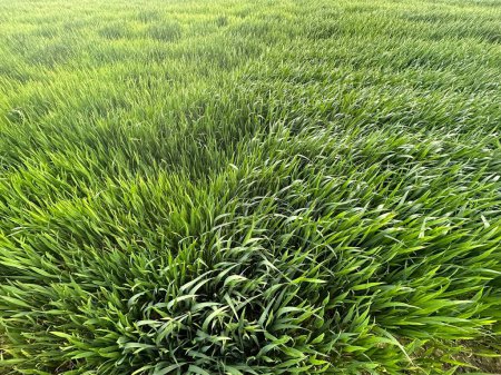 Photo for Green field of wheat - Royalty Free Image