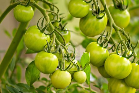 Tomatenpflanzen Grüne Tomatenplantage. Biolandbau, junge Tomatenpflanzen im Garten.