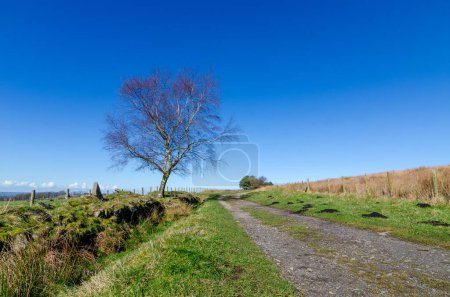 Foto de Anglezarke Lancashire pista de tierras de cultivo en primavera con árbol desnudo y cielo azul - Imagen libre de derechos