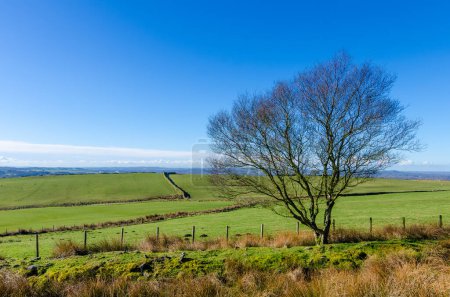 Foto de Árbol en tierras de cultivo con campos verdes y cielo azul en Anglezarke cerca de Rivington West Pennine Moors Lancashire - Imagen libre de derechos