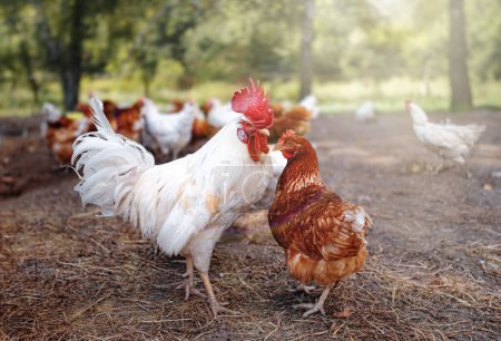 Photo for Free Range Rooster and White Chicken - Animal Welfare.A white rooster and a red hen are walking in the bird yard - Royalty Free Image