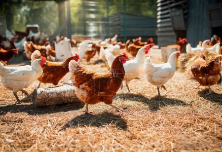 Téléchargez les photos : Poules pondeuses en liberté sur une mini-ferme. Journée ensoleillée - en image libre de droit