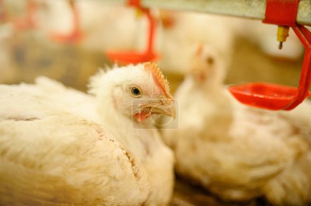 Pollos adultos de engorde en una fábrica avícola. Edad 45 días. Conservación al aire libre de pollos con bebedores rojos