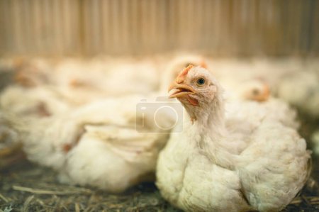 Foto de Pollos adultos de engorde en una fábrica avícola. Edad 45 días. Primer plano con pico abierto - Imagen libre de derechos