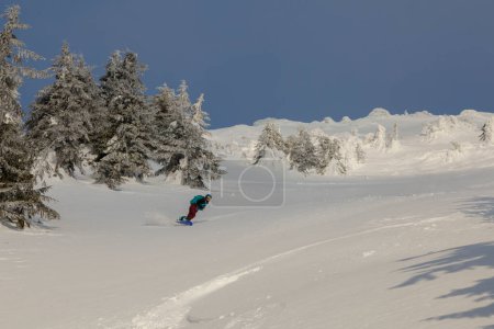 Photo for An active female freeriding on a snowboard in a backcountry alpine terrain among snow-covered spruces in white mountains - Royalty Free Image