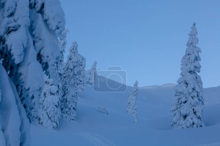 Photo for Landscape with snow covered mixed pine, fir and spruce trees. Marmarosy, The Carpathian mountains - Royalty Free Image