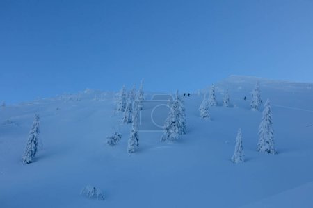 Photo for A team of freeriders climbs together into snowy mountains on a winter trail between the snow-covered spruce, an adrenaline outdoor winter freeride adventures - Royalty Free Image