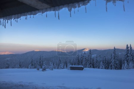 Photo for View of the sunrise of the spruce forest in winter mountain horizon. Marmarosy, The Carpathian mountains - Royalty Free Image