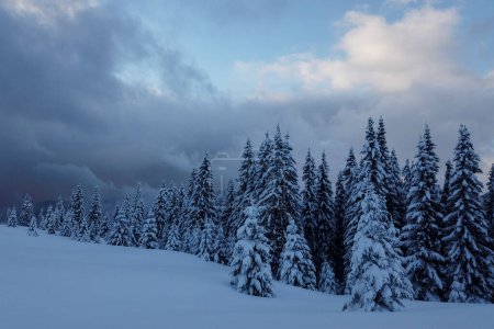 Photo for Spruce trees covered with white fluffy snow in the winter mountain forest with blue sky. Beautiful Carpathian outdoor view - Royalty Free Image