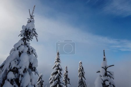 Photo for The tops of fir trees and spruce trees are covered with white fluffy snow in the winter forest against a blue sky - Royalty Free Image