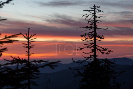 Photo for Silhouettes of Christmas trees and spruce trees in the pink-orange light of the setting sun. Dramatic sky and clouds in the mountains - Royalty Free Image