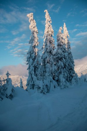 Photo for Winter mountain landscape at sunrise. Frosty trees under warm sunlight. Wonderful wintry landscape - Royalty Free Image
