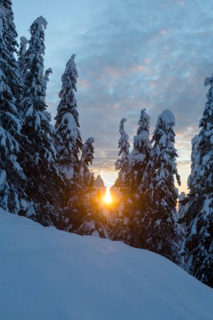 Photo for An orange disk of the setting sun breaks through the snow-covered trees of a winter forest. Frosty fir trees under warm sunlight. - Royalty Free Image