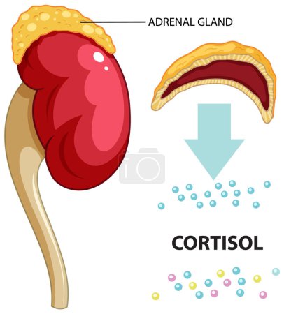 Illustration for Adrenal gland produce cortisol vector illustration - Royalty Free Image