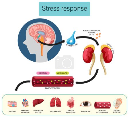 Stress response anatomical diagram with inner organs illustration