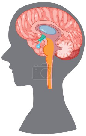 Téléchargez les illustrations : Hypothalamus cérébral en silhouette humaine illustration vectorielle - en licence libre de droit