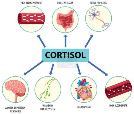 Ilustración de Hormona cortisol con síntomas comunes diagrama ilustración - Imagen libre de derechos