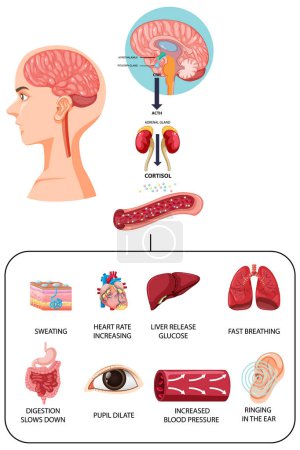 Illustration for Stress response anatomical diagram with body inner illustration - Royalty Free Image