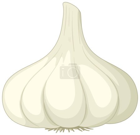 Téléchargez les illustrations : A head of garlic on white background illustration - en licence libre de droit