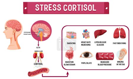 Téléchargez les illustrations : Schéma du système de cortisol de stress illustration - en licence libre de droit