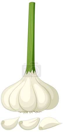 Téléchargez les illustrations : Clove of garlic on white background illustration - en licence libre de droit