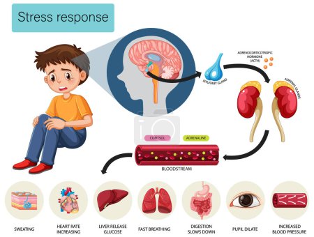 Ilustración de Esquema anatómico de respuesta al estrés con ilustración de órganos internos - Imagen libre de derechos