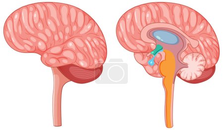 Illustration for Brain hypothalamus and pituitary gland vector illustration - Royalty Free Image