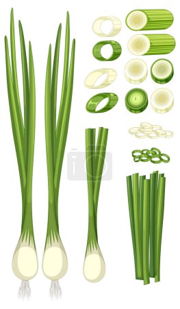 Illustration for Spring onion in different forms illustration - Royalty Free Image