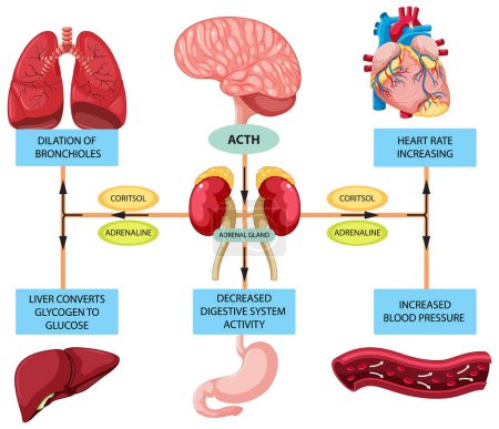 Téléchargez les illustrations : Schéma anatomique de la réponse au stress avec illustration des organes internes - en licence libre de droit