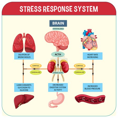 Ilustración de Sistema de respuesta al estrés ilustración - Imagen libre de derechos