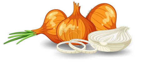 Whole of onion and sliced illustration