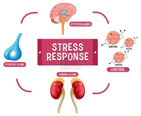 Illustration for Stress response system scheme illustration - Royalty Free Image