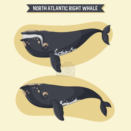 Illustration for Right whale cartoon character in different poses illustration - Royalty Free Image