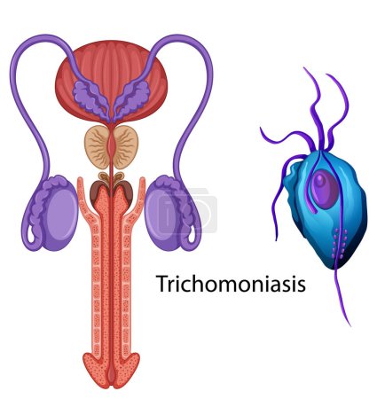 Illustration for Inside the male reproductive system illustration - Royalty Free Image