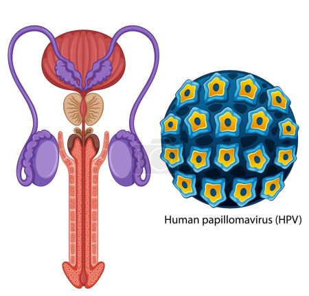 Ilustración de Inside the male reproductive system illustration - Imagen libre de derechos
