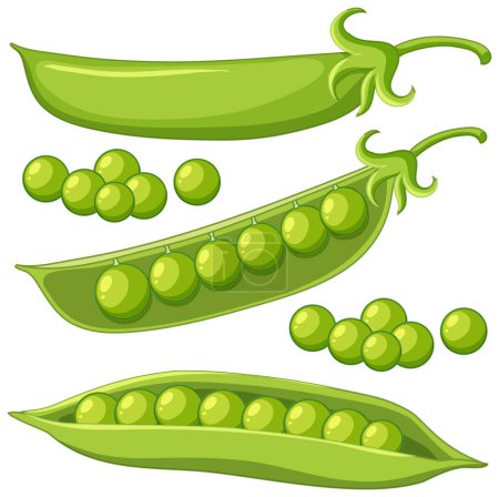 Téléchargez les illustrations : Isolated green peas cartoon illustration - en licence libre de droit