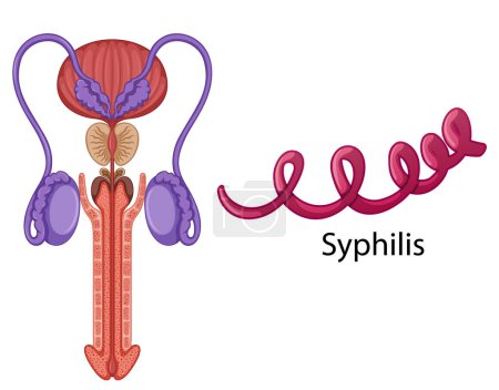 Illustration for Inside the male reproductive system illustration - Royalty Free Image