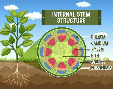 Photo for Internal structure of stem diagram illustration - Royalty Free Image