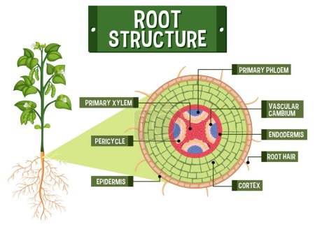 Internal structure of root diagram illustration